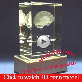 3D Human Brain Model Anatomy Neuroanatomy in crystal glass